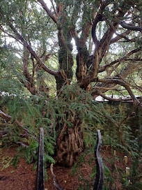 The old yew tree at Fortingall.