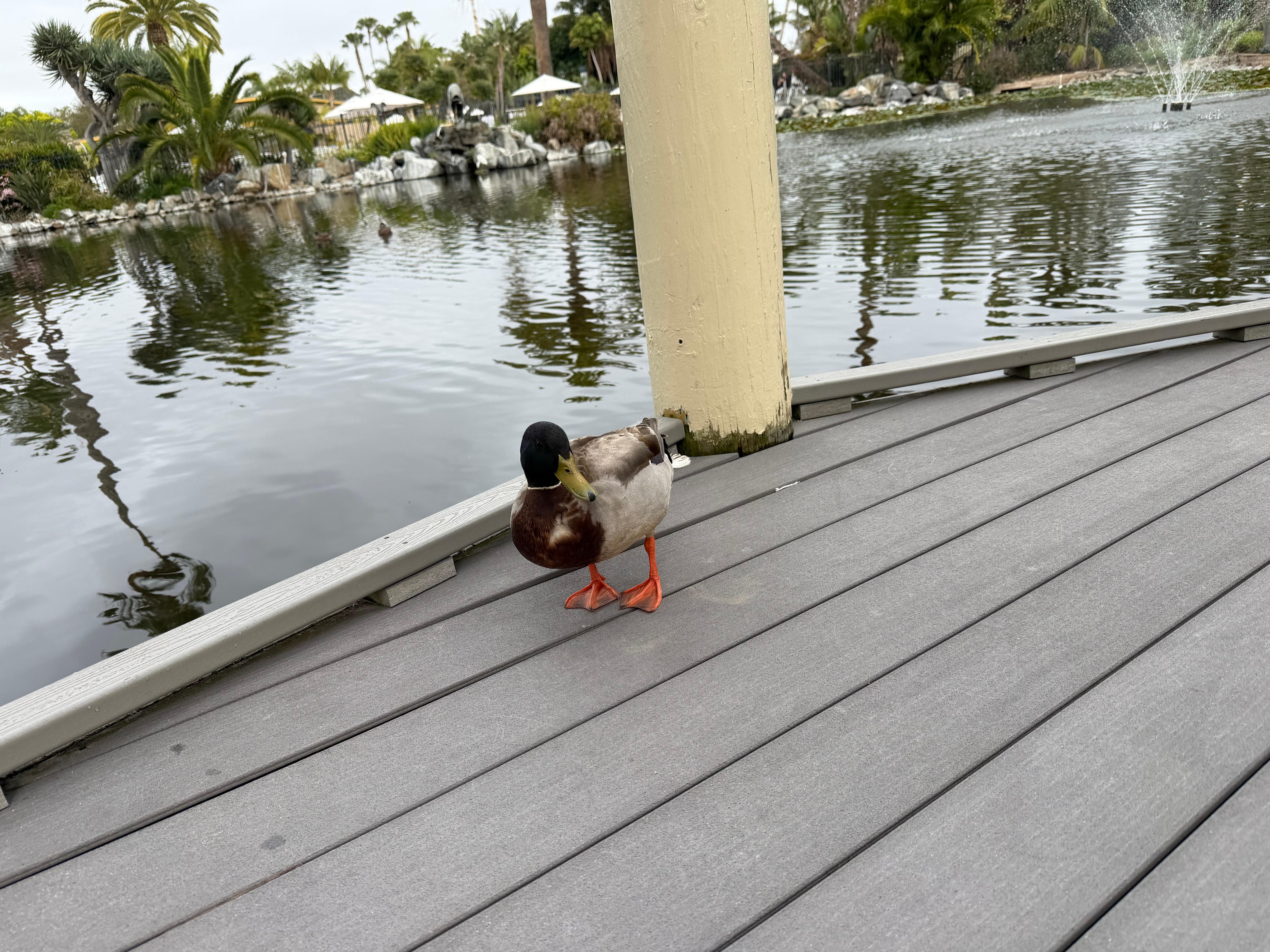 Visiting the ducks. Store sells duck feed