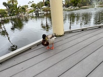 Visiting the ducks. Store sells duck feed