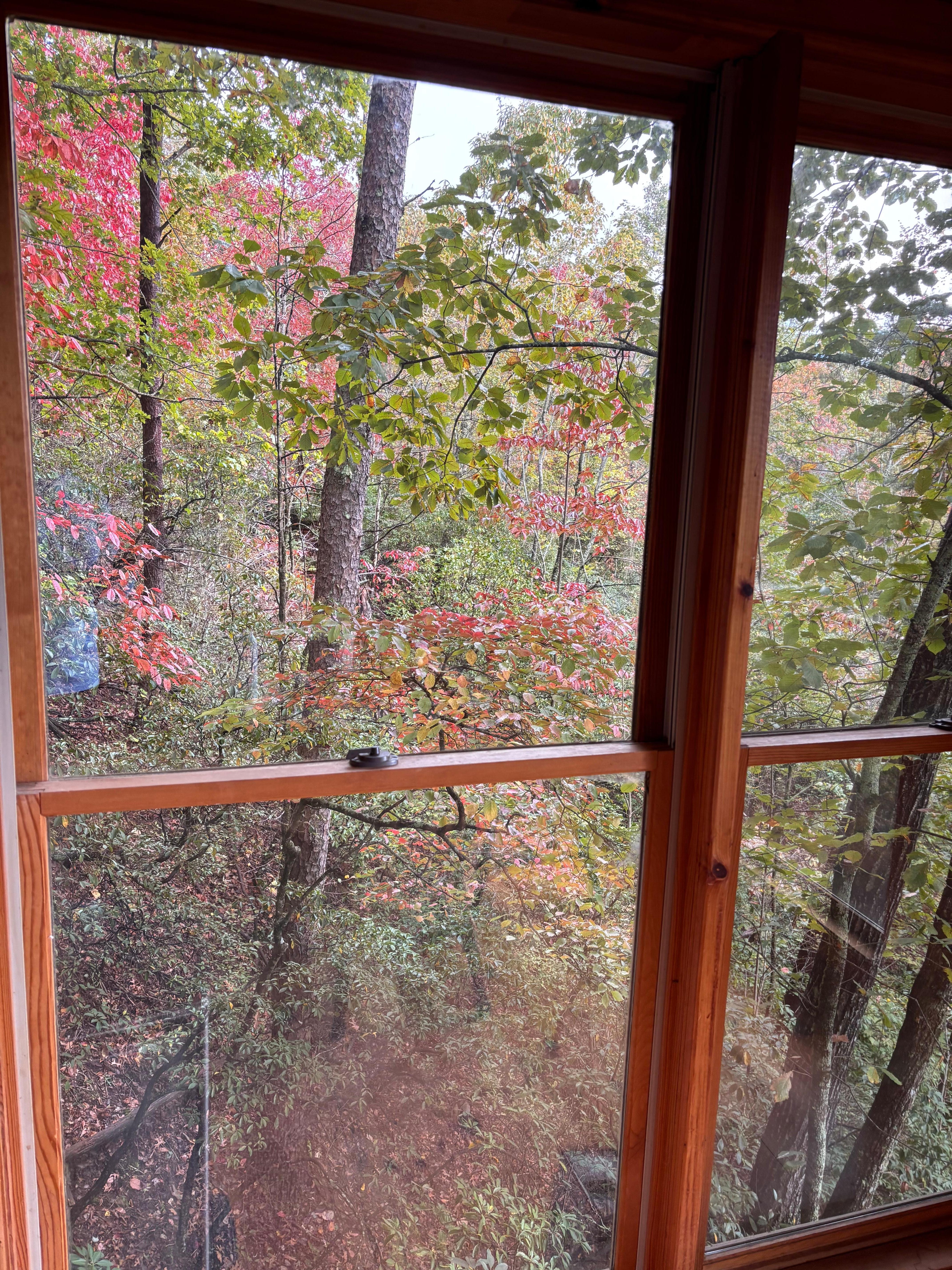  View from dining room