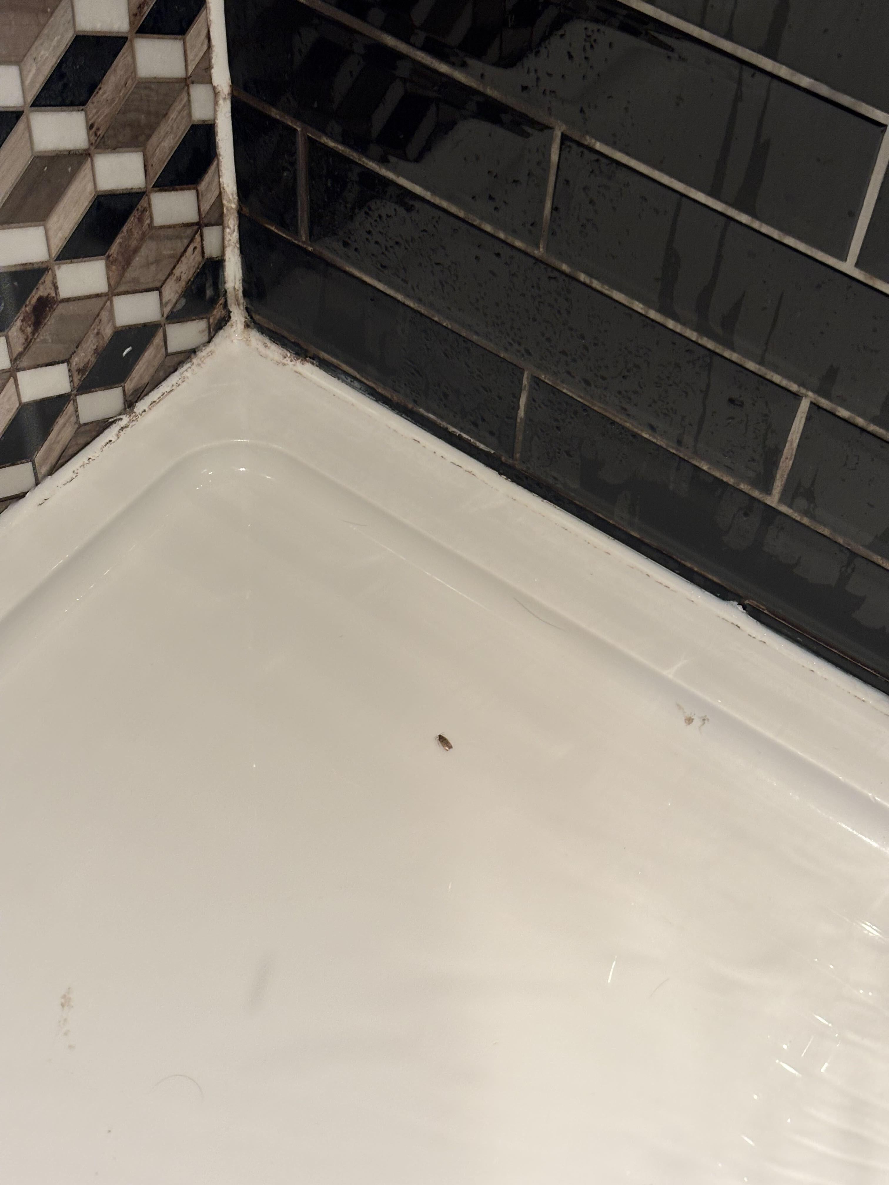 Bug in the shower...probably liked the damp/