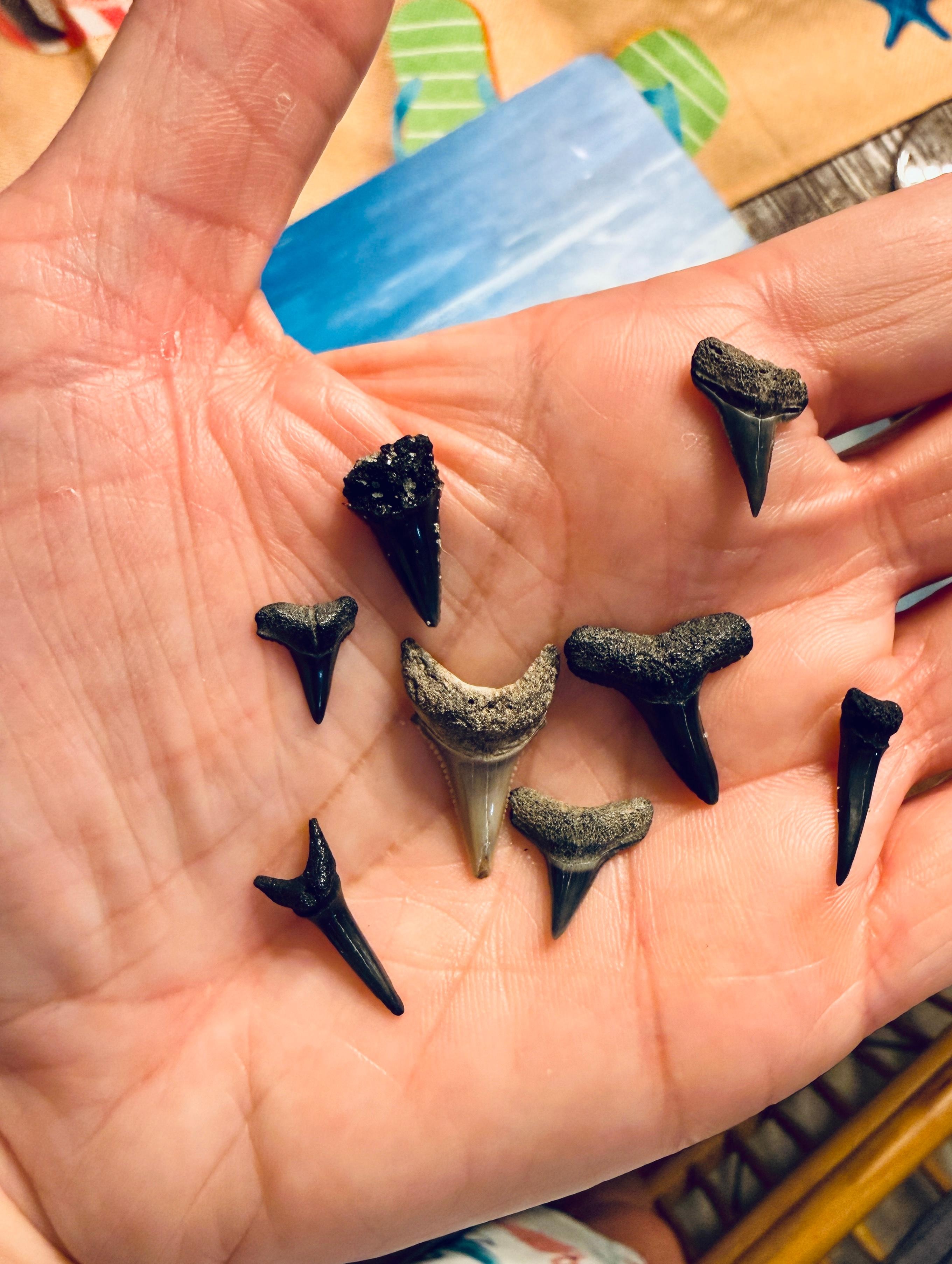 Lovely shark’s teeth 