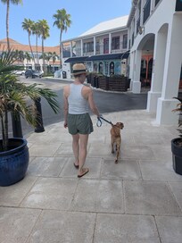 Walking our Potcake pup