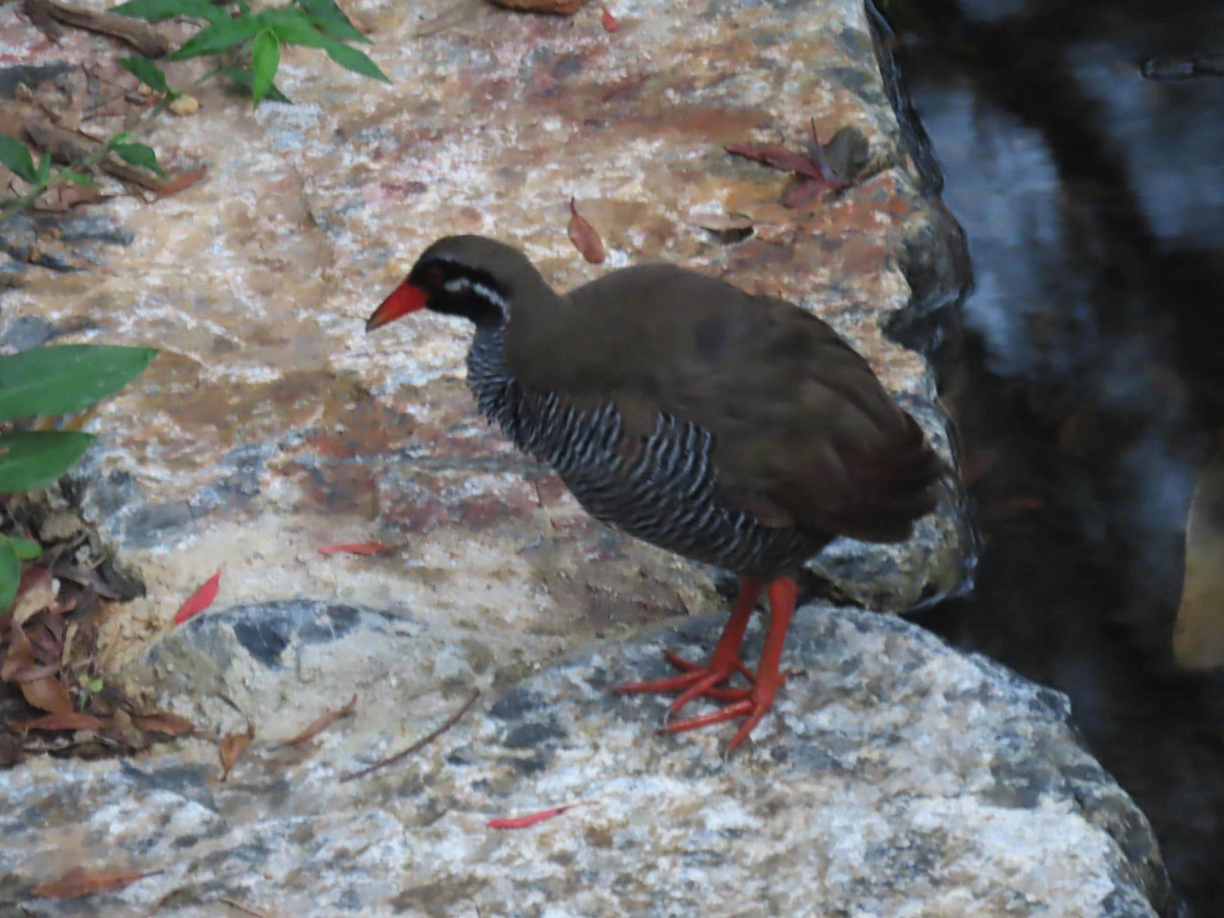 水浴び後のくつろぎタイム