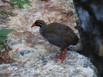 水浴び後のくつろぎタイム