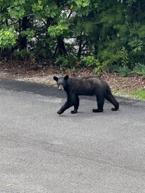 This bear walked right in front of the cabin while we were on the porch.