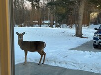 Saw 4 deer right outside the window!