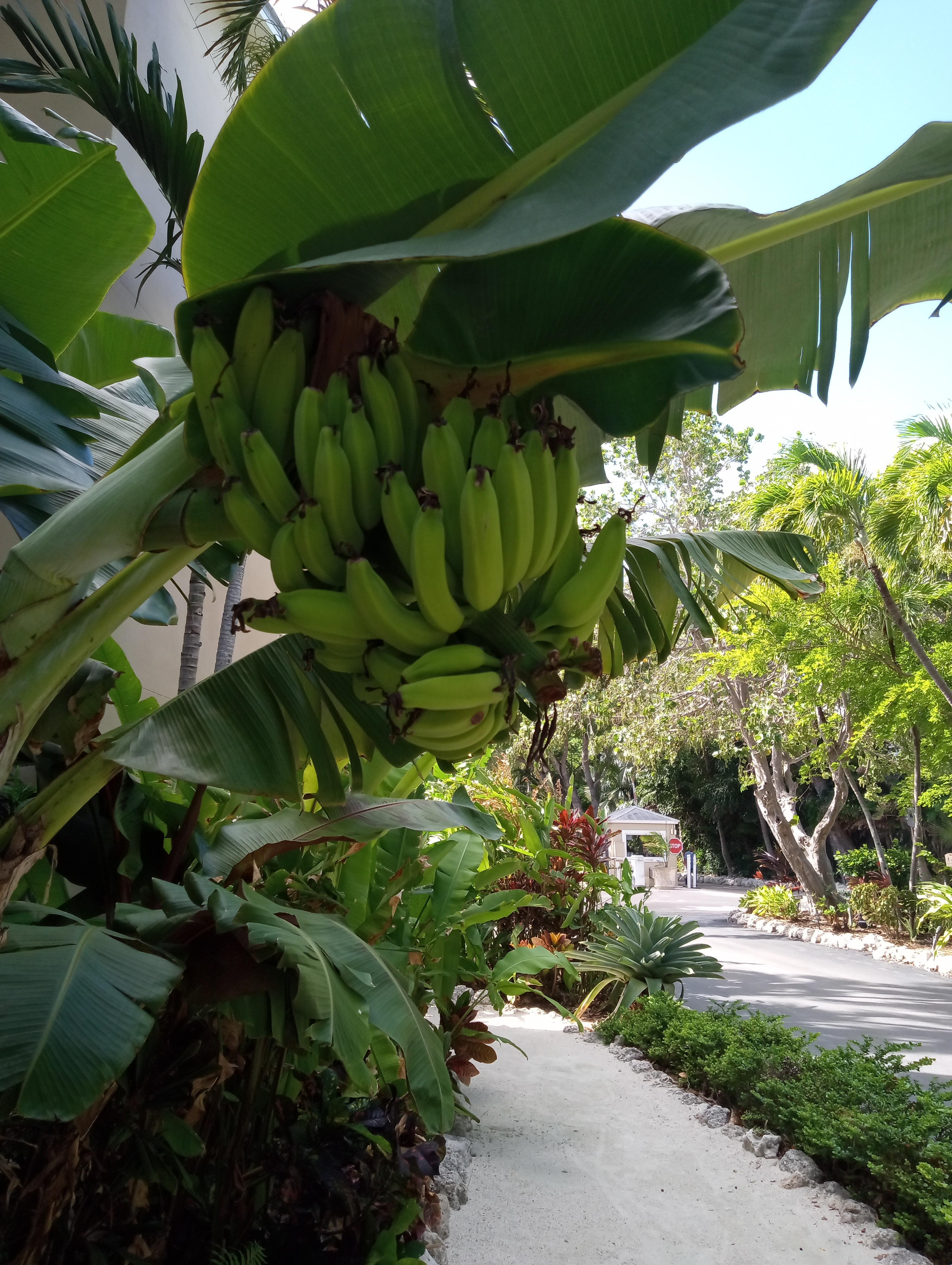 Tropical fruit