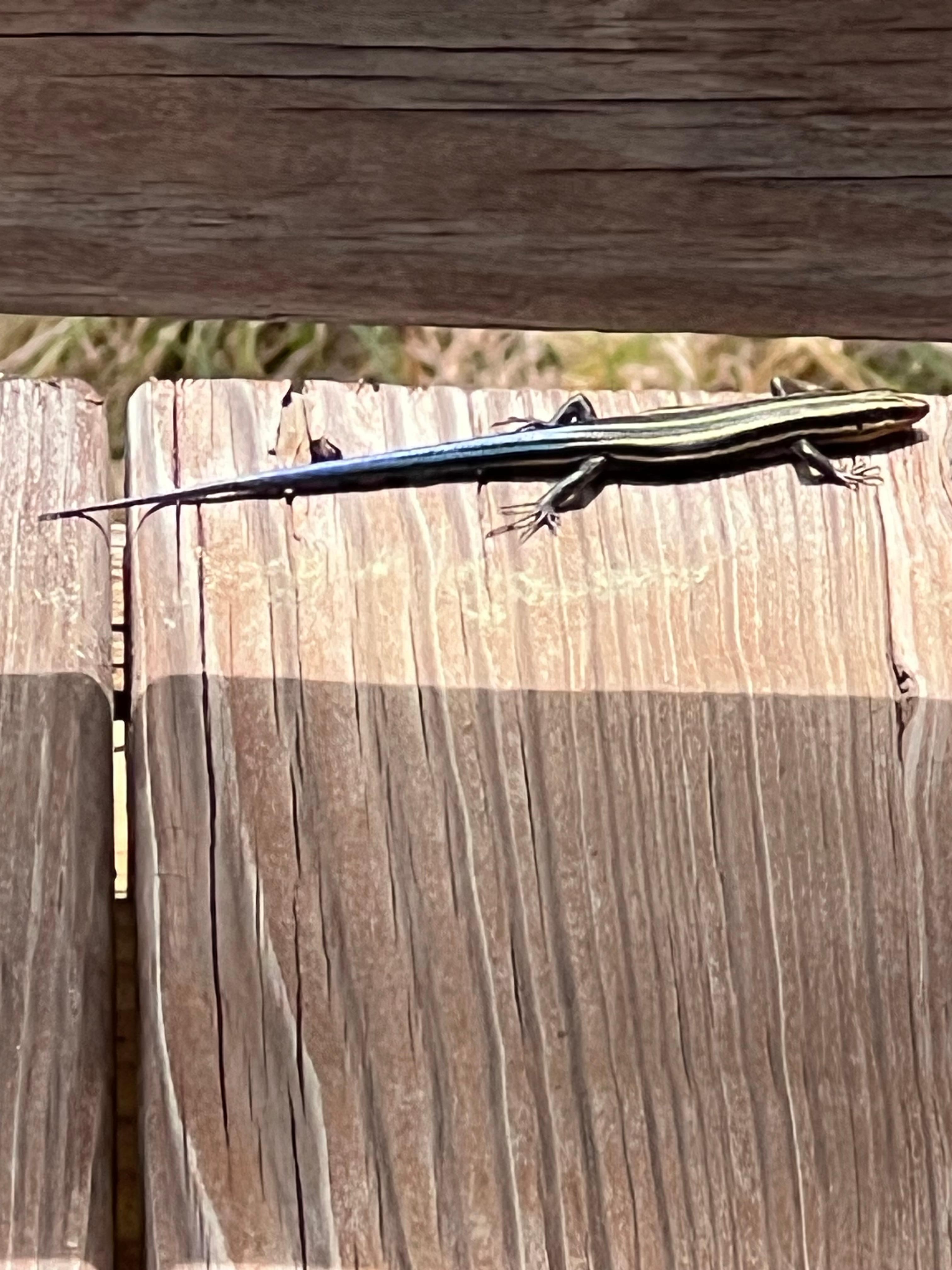 Lizard on the deck. 