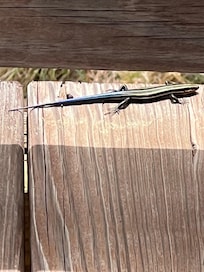 Lizard on the deck.