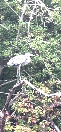 Ps. Inlet/Creek next to house, keep an eye out for Exotic Birds!