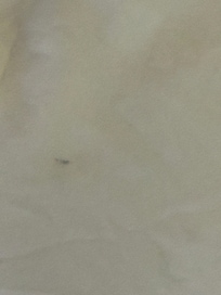 A bug crawling around on the mattress