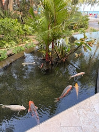 Koi pond on site