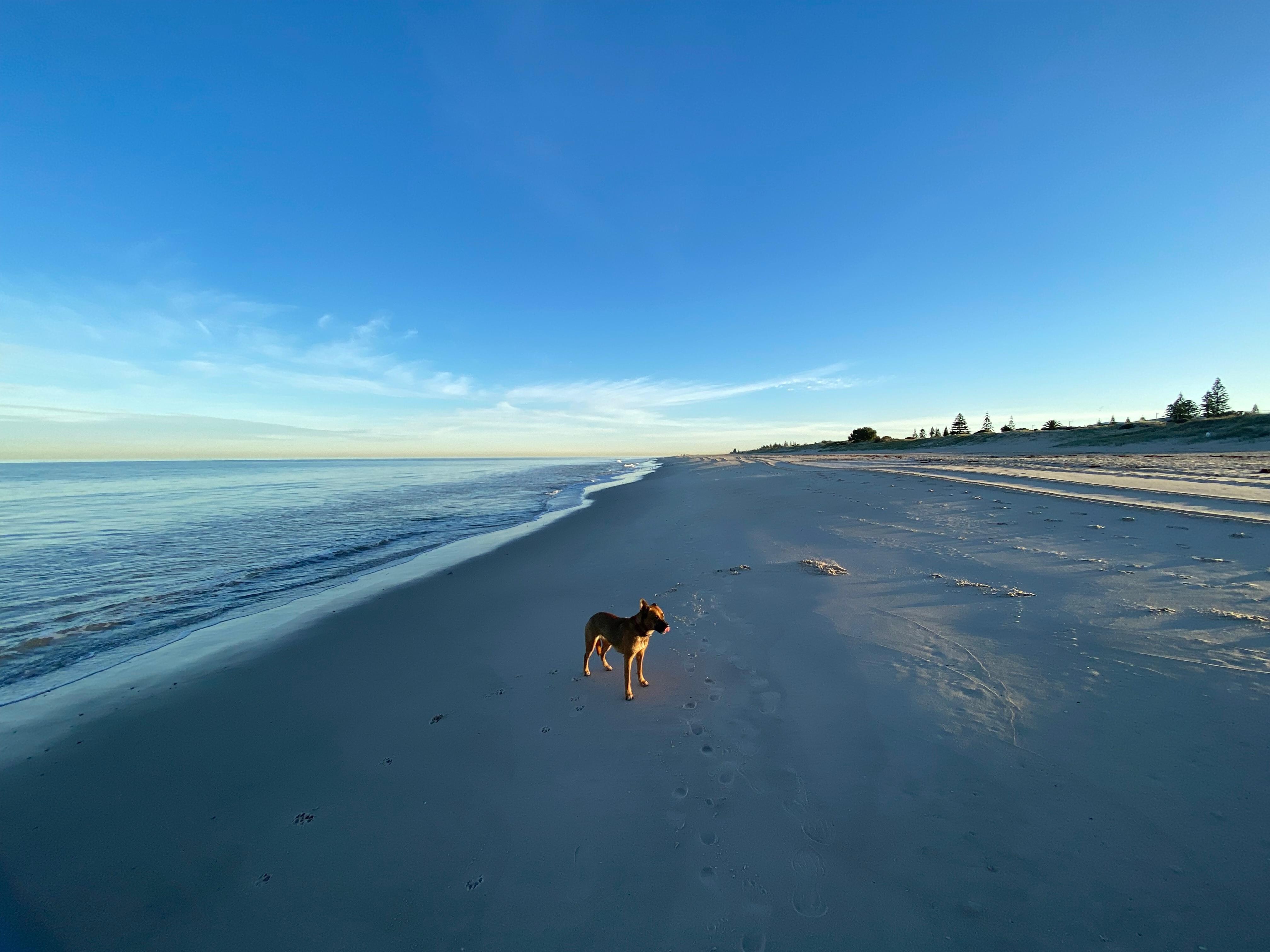 Dog friendly West Beach