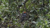 Woodpecker