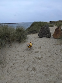 Riley at the Beach!