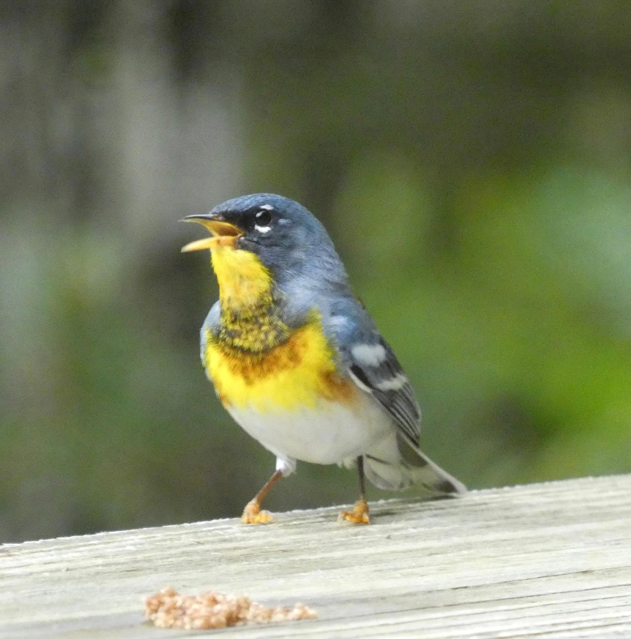 Northern Parula