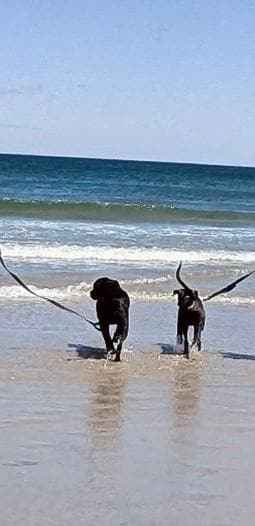 Dogs enjoying the water