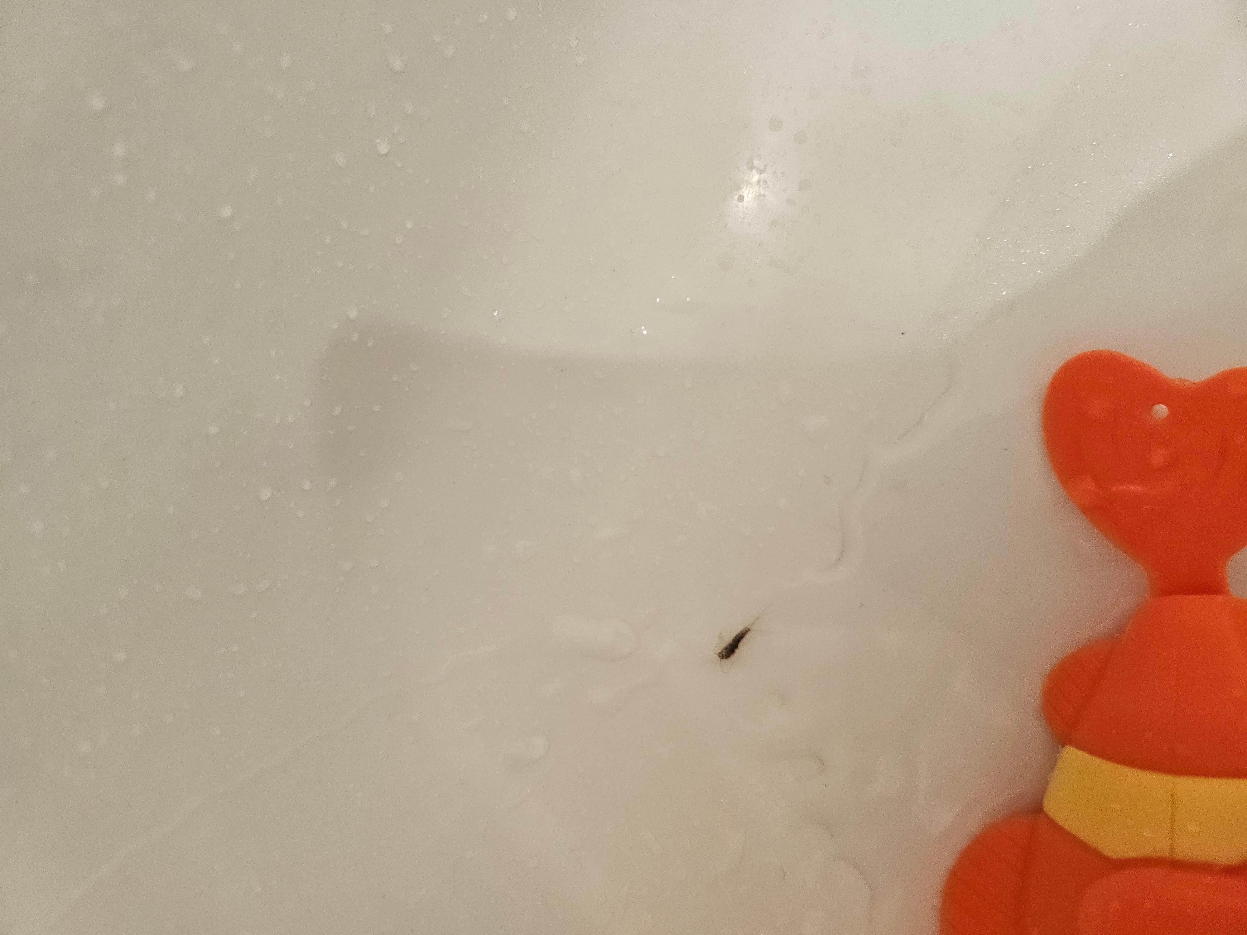 Silverfish in the tub where my 5 year old daughter was bathing.