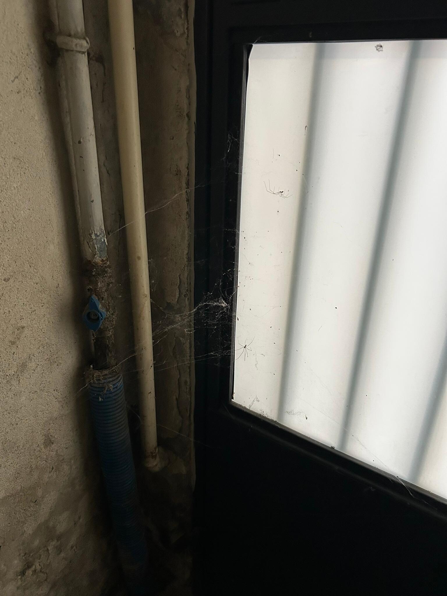 Cobwebs in the entrance and spiders