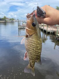 Mangrove Snapper