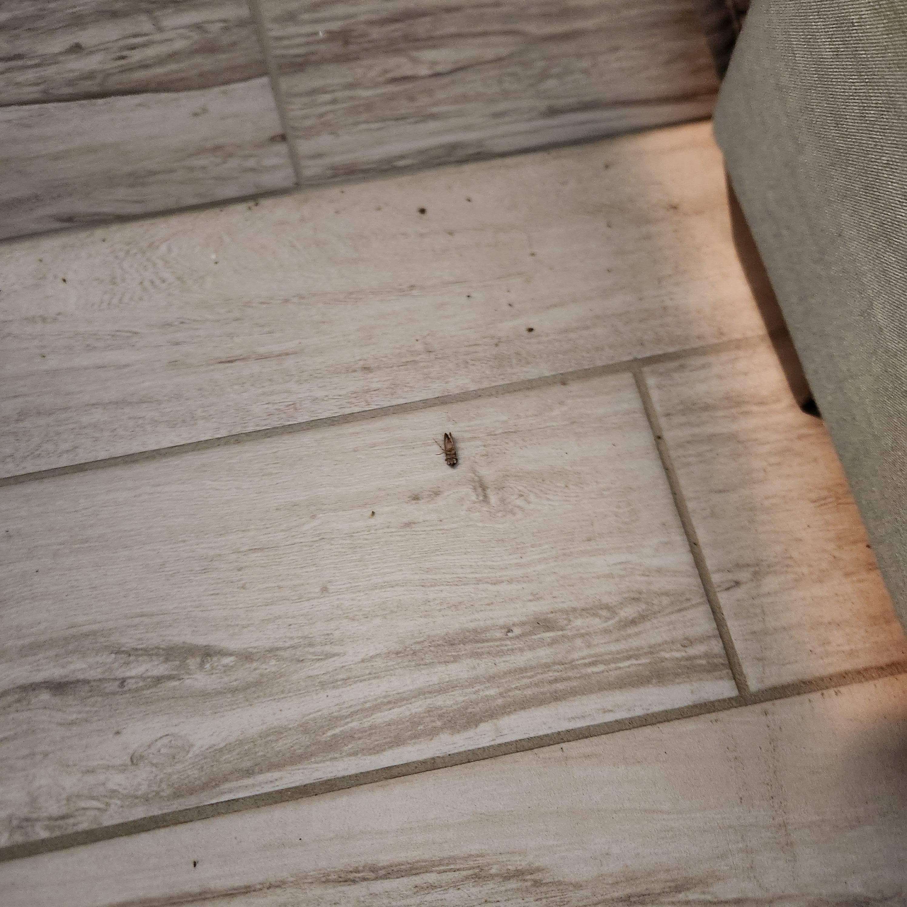 bug on living room floor