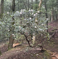 Ash cave