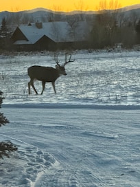 This guy walk along the driveway at sunset.