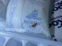 Another dead roach on my ice pack in the freezer - I trashed it.