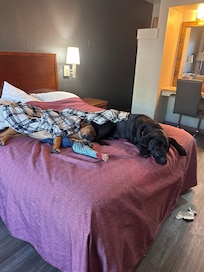 Its a ruff life! Lol