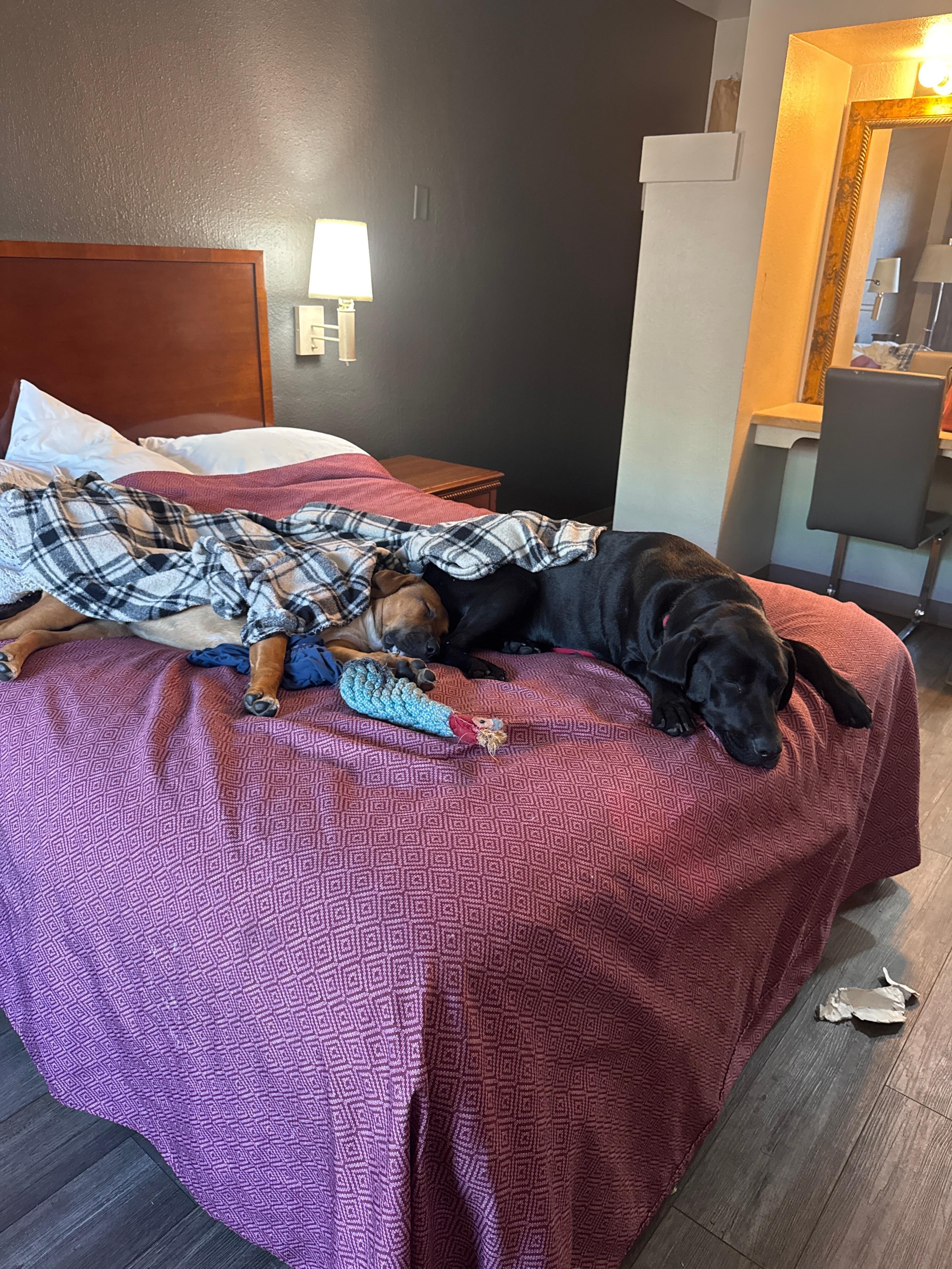 Its a ruff life! Lol