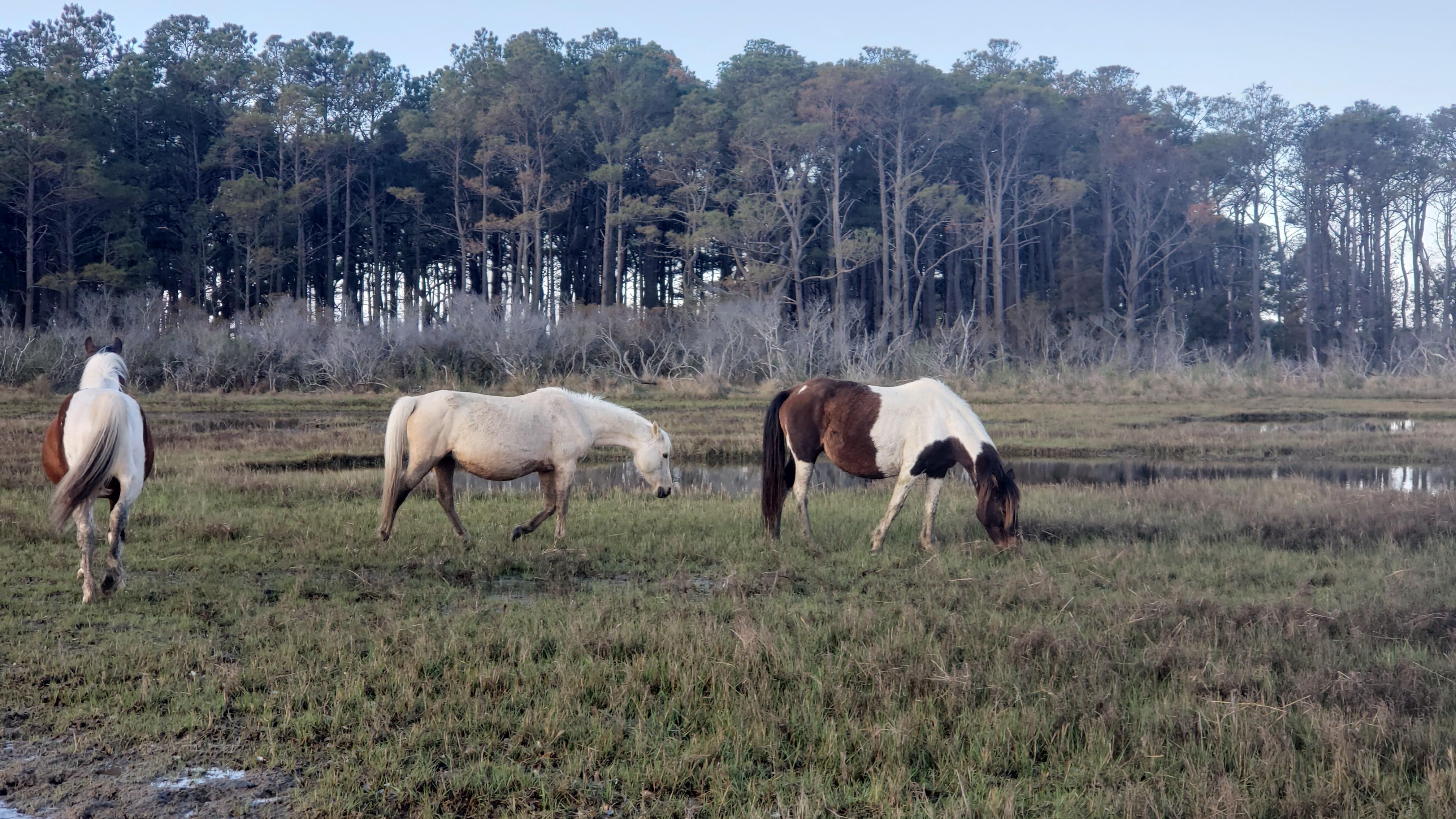 Horses saw on boat tour
