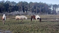 Horses saw on boat tour