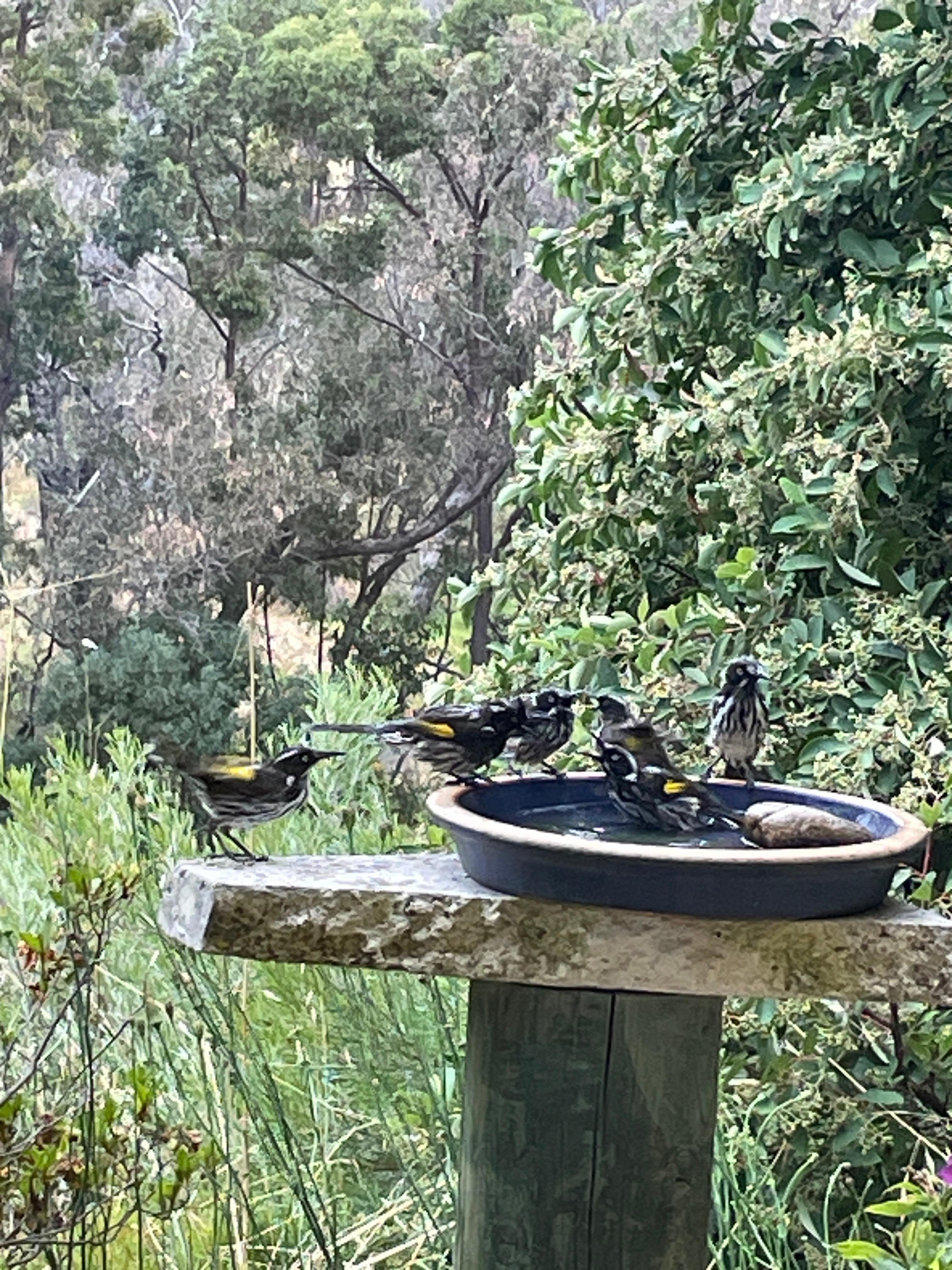 Family of New Hollander Honey Eaters having a bath together - hilarious to watch