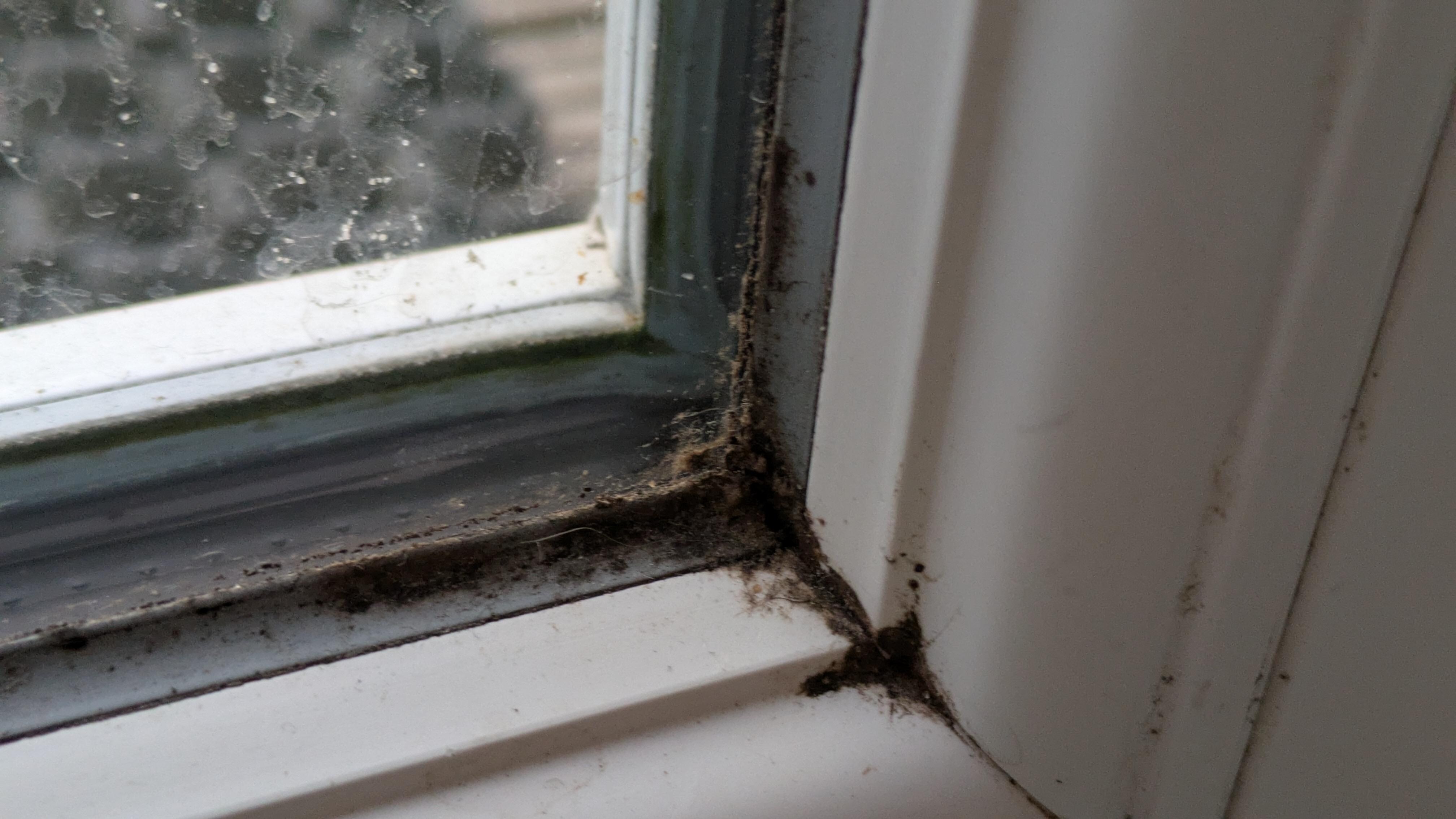 Verschimmelte Fenster 