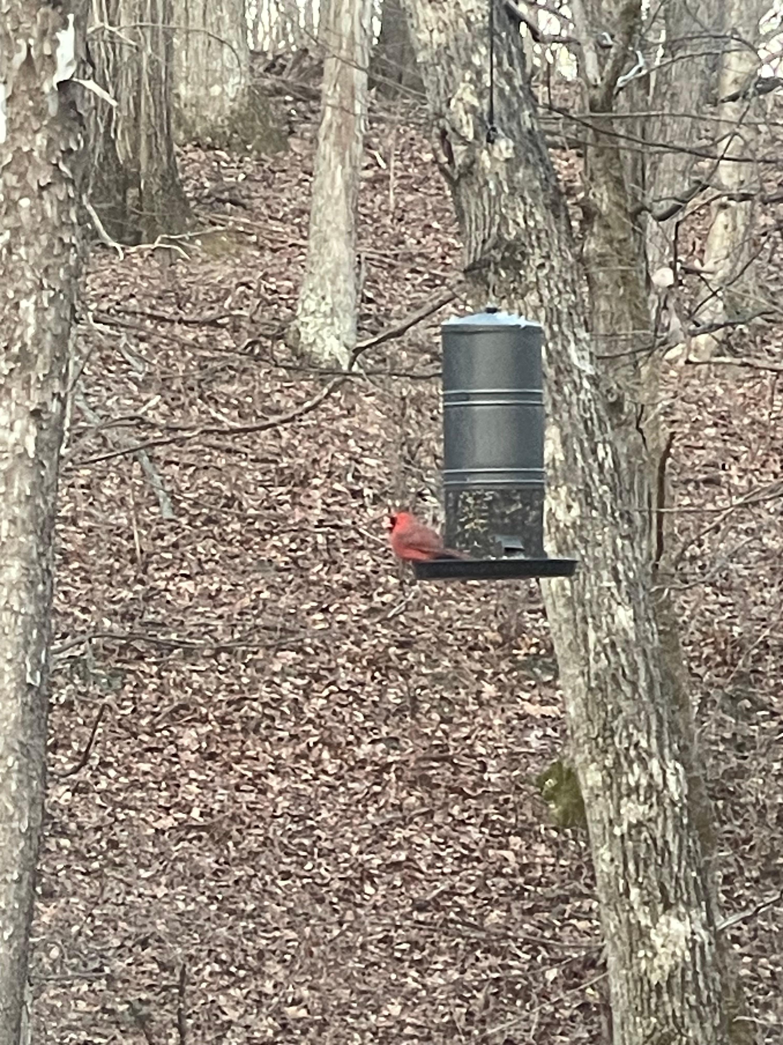 View of the bird feeder from the hot tub.  