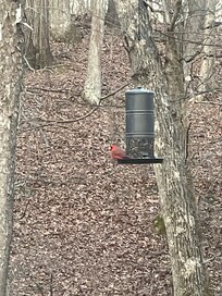 View of the bird feeder from the hot tub.