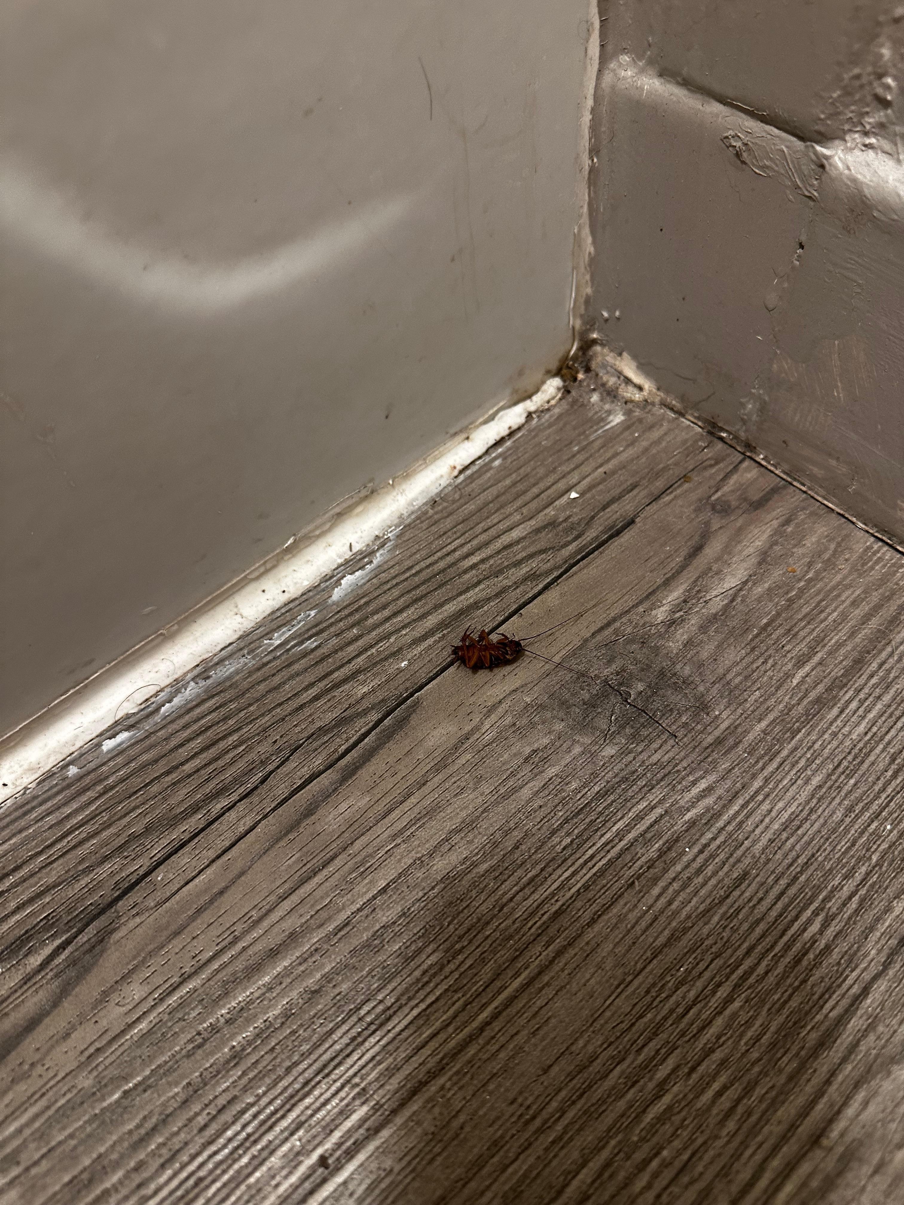 blatte morte in bagno 