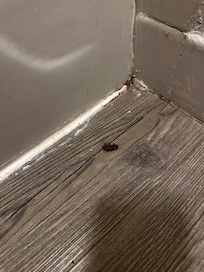 blatte morte in bagno