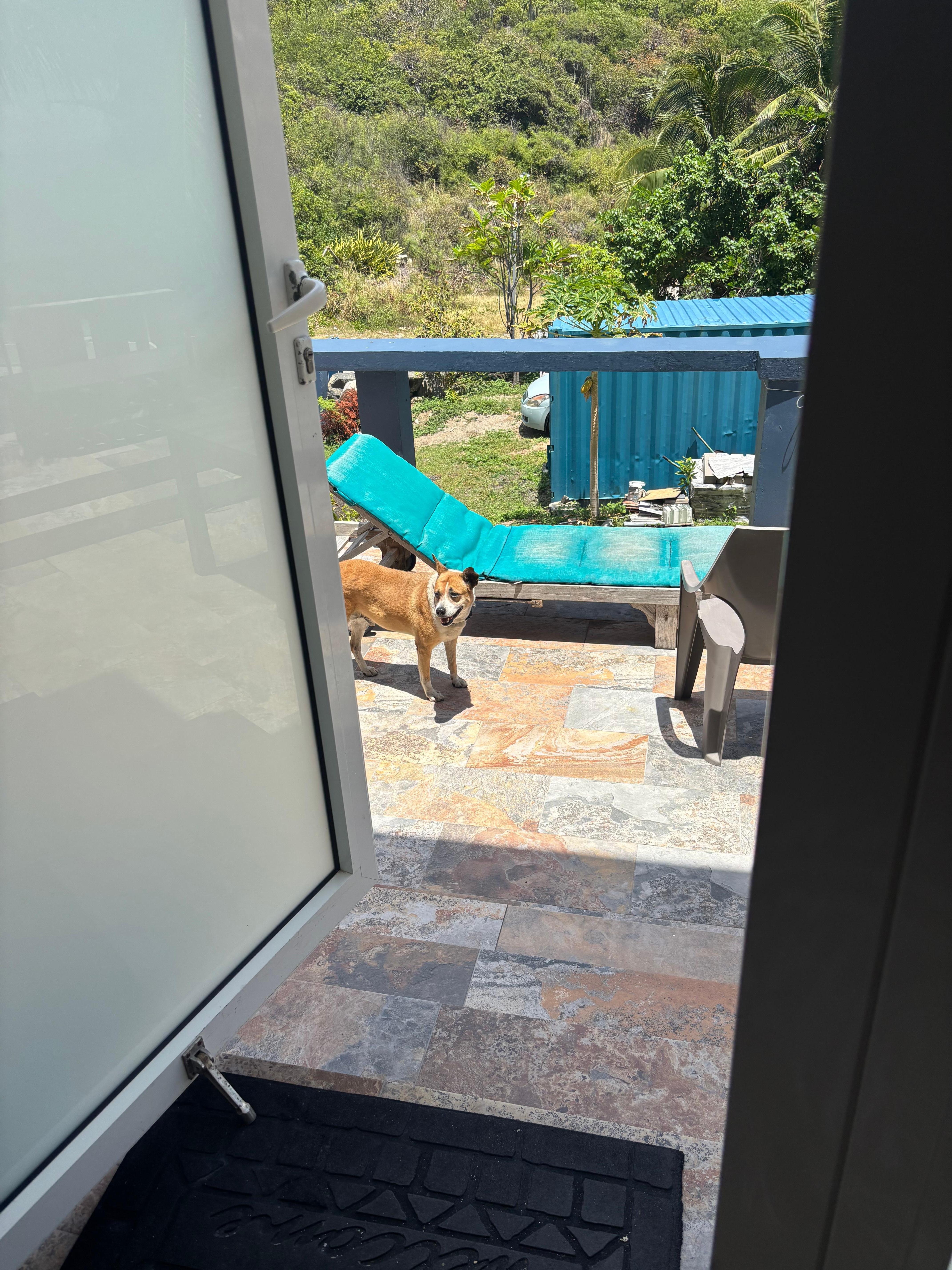 This is the front door dog 