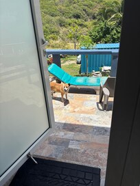 This is the front door dog