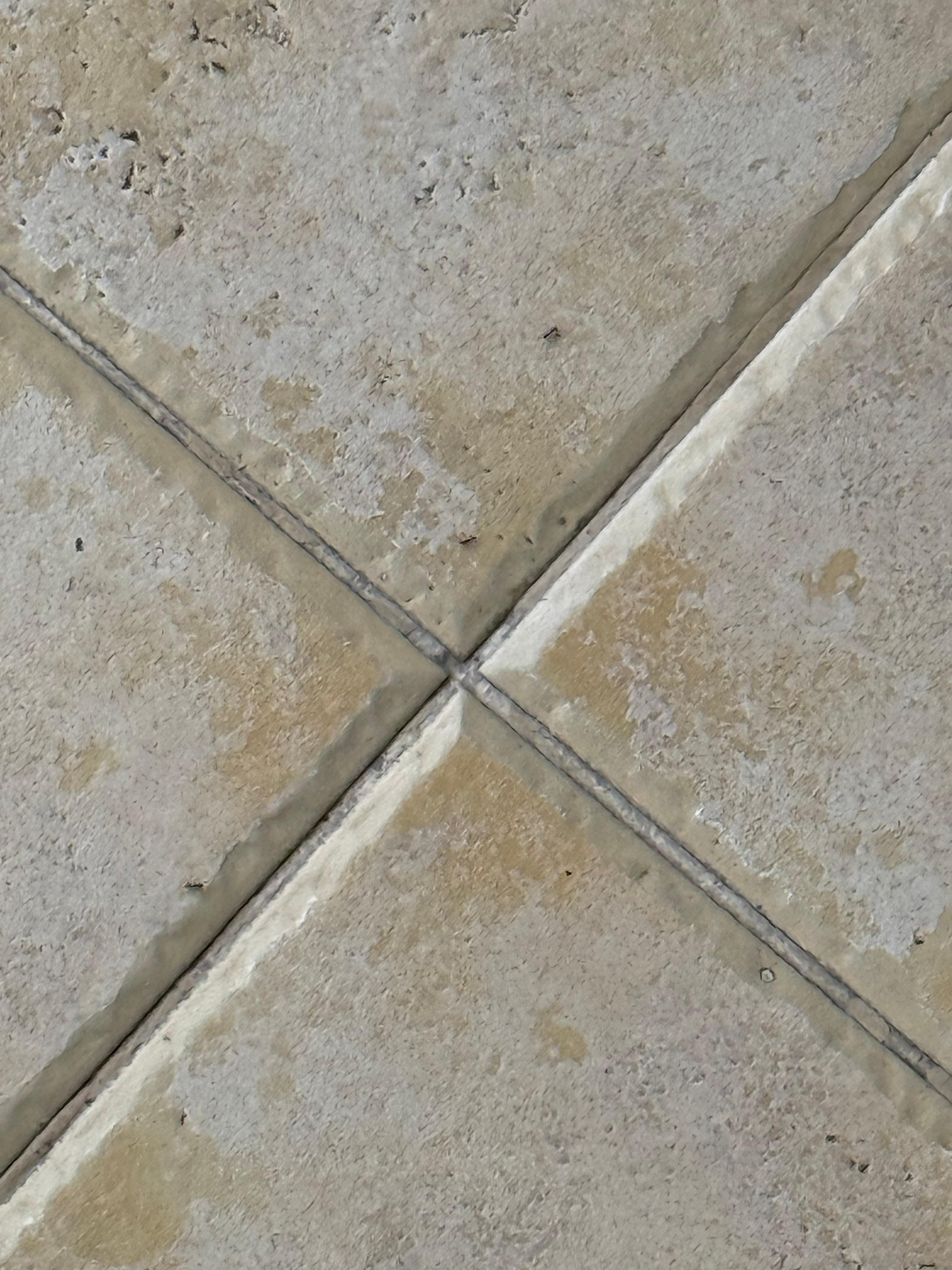 Ants on our room floor