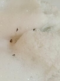 Bugs from the jacuzzi