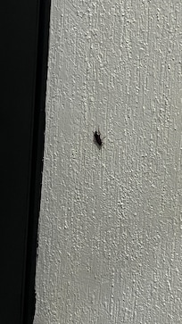 Encontré una cucaracha