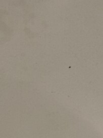 hair and dirt on beds