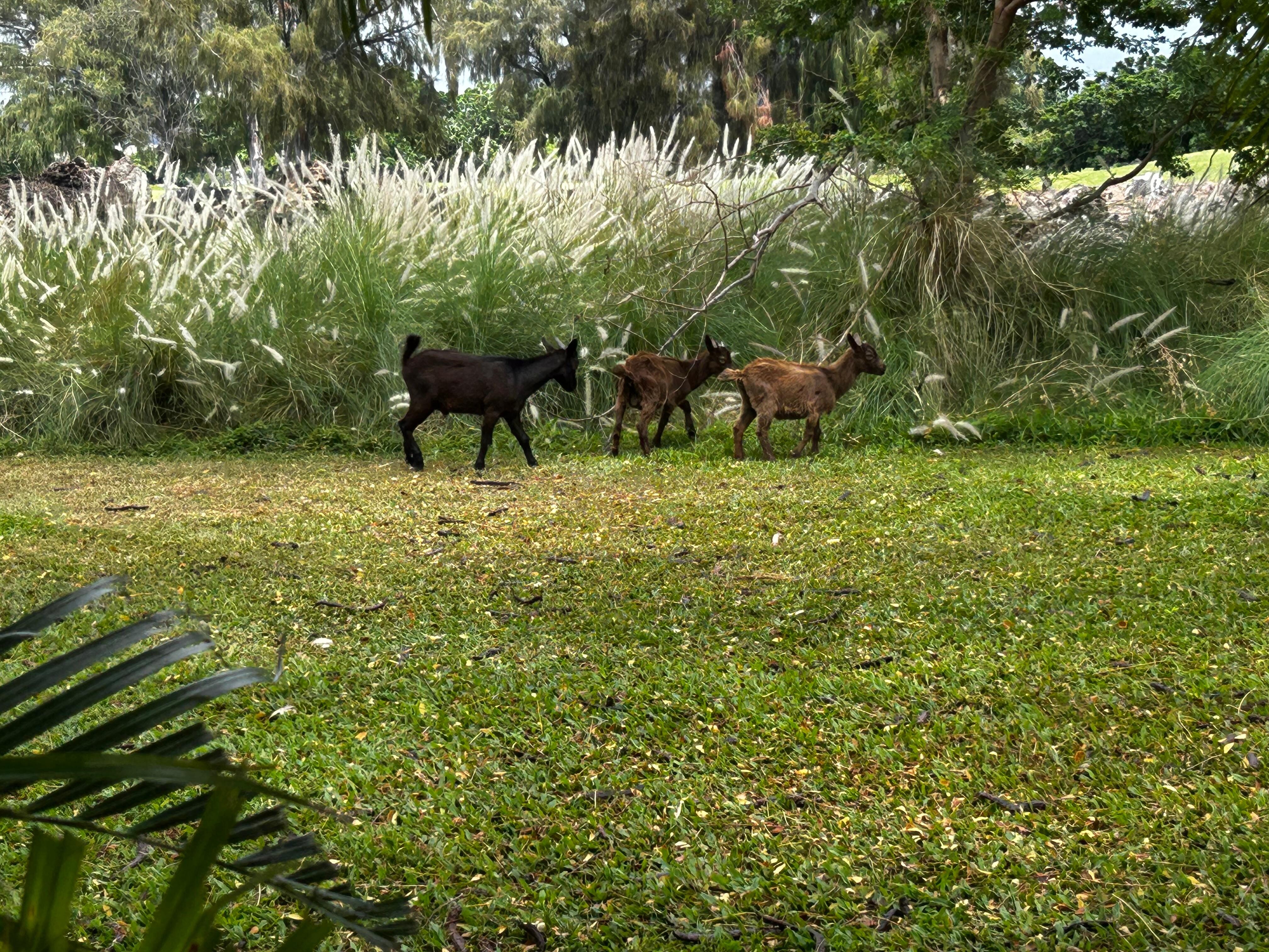 There are frequently wild goats on the property!