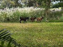 There are frequently wild goats on the property!