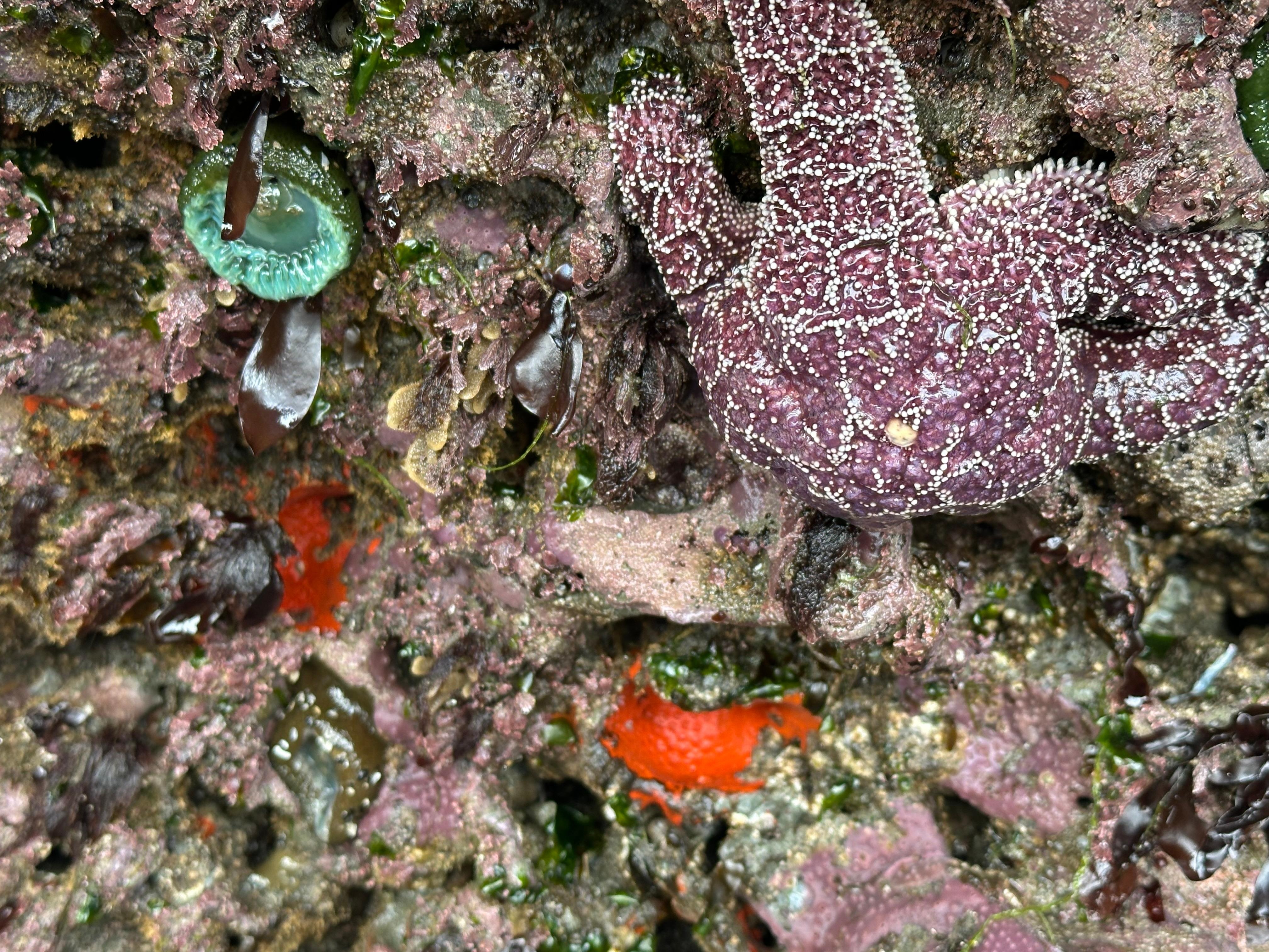 Tide pools at low tide
