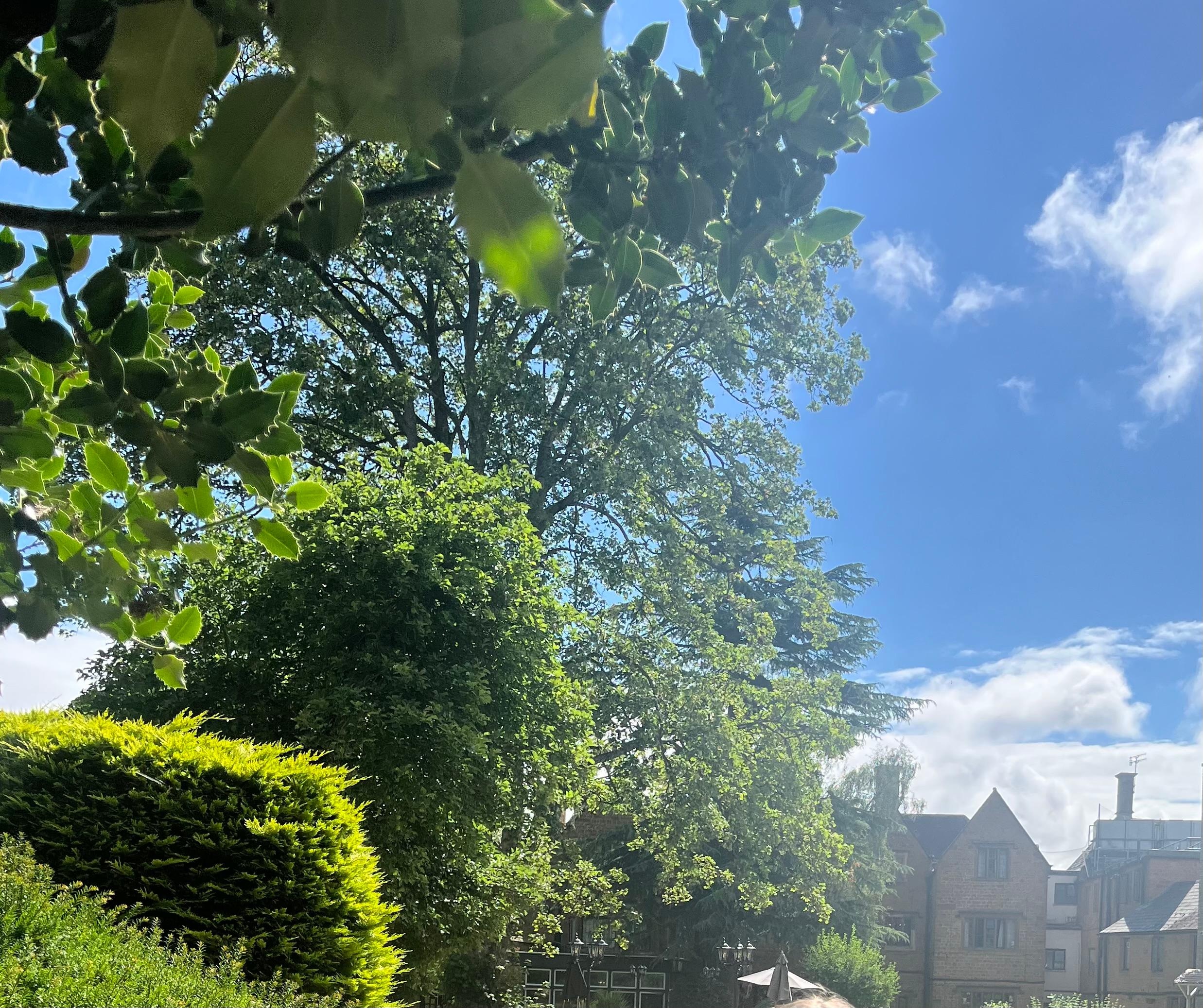 Beautiful trees and escape from the busy town 