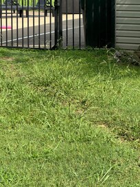 Unmowed yard